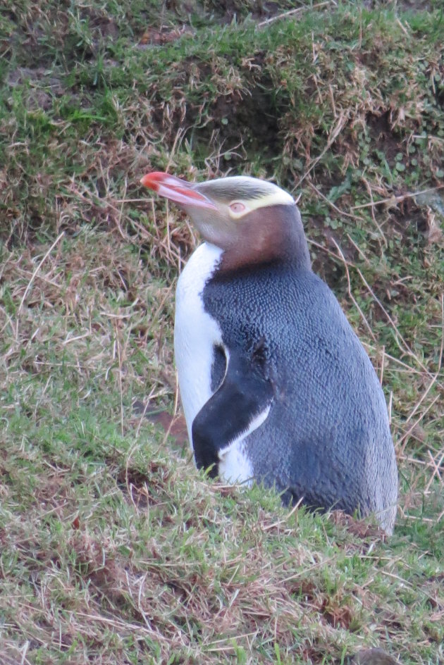 Yellow eyed penguin op het eiland Otago Peninsula