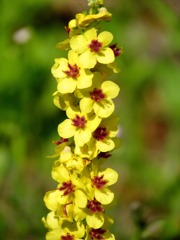 'n bloemetje