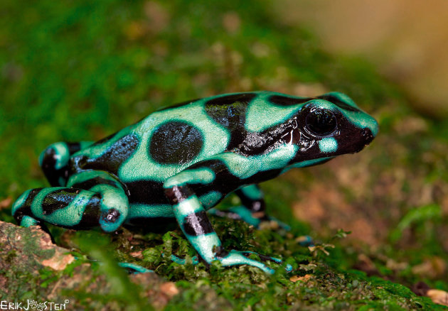 Green and Black Poison Dart Frog