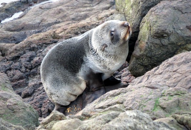 De Nieuw Zeelandse Pels Zeehond kan heel lief kijken!