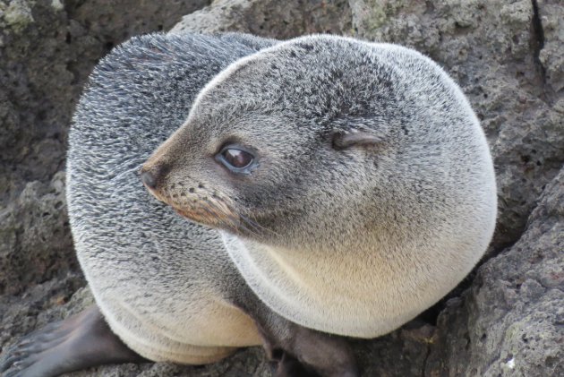 Nieuw Zeelandse pels zeehond rust even op een rotsklif a/d Pacific Ocean