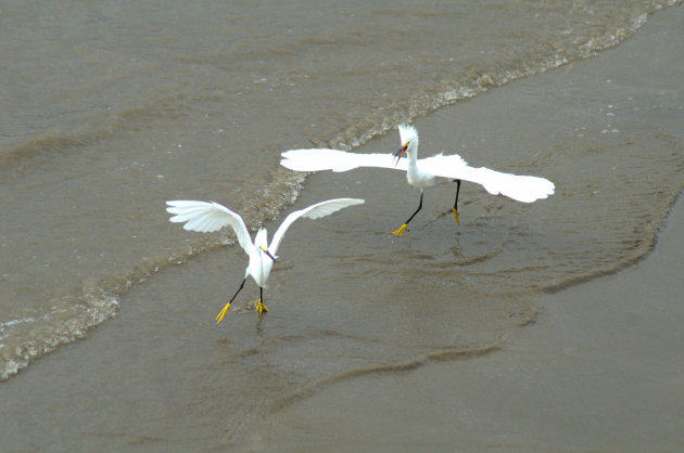 Amerikaanse kleine Zilverreiger