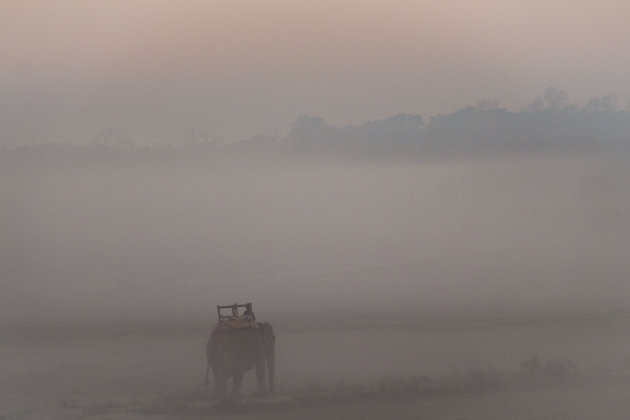 Olifanten in Sauraha