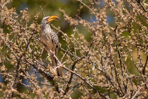 vogelparadijs