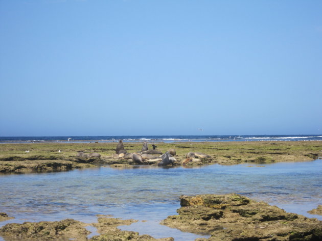 The Nullarbor: zwemmen met dolfijnen en zeehonden