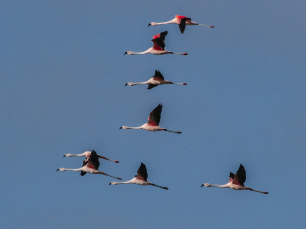 Chileense flamingo's