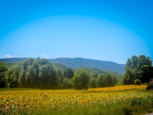 Zonnebloemveld