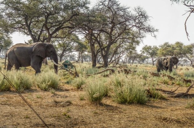 Luxe kampeersafari in Botswana