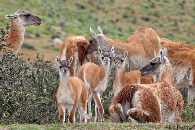 Guanaco's