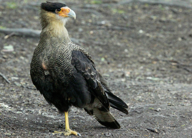 Caracara