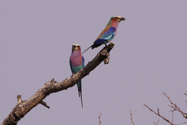 lilac breasted roler