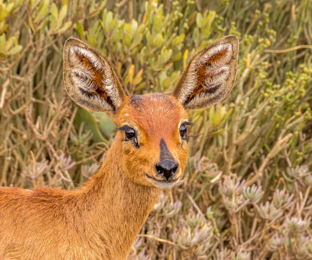 Steenbokkie