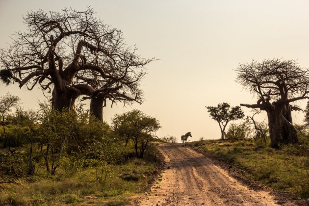 Mapungubwe, 's morgens vroeg