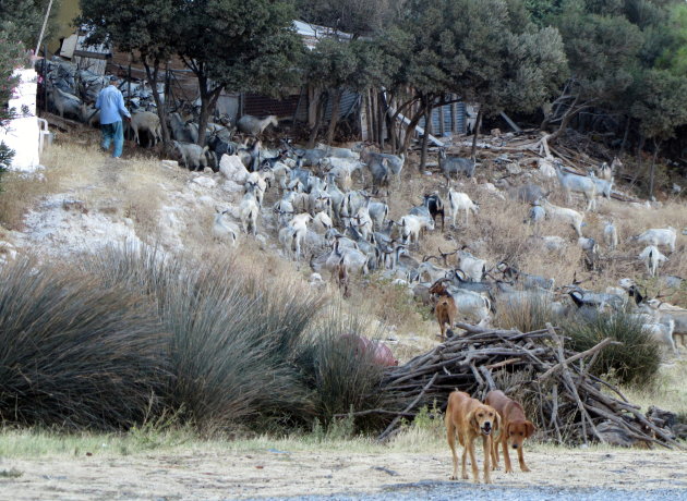 Geitenherder op Samos