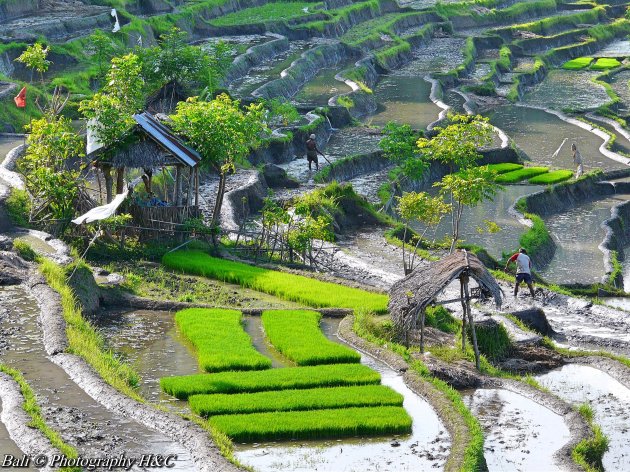 Rice Paddy Fields @ Volcano 