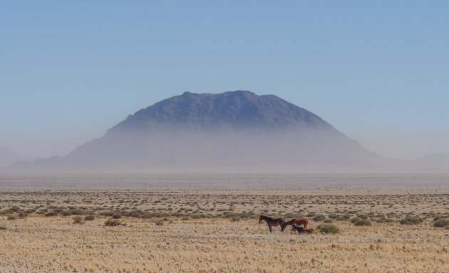 Wilde paarden bij Aus