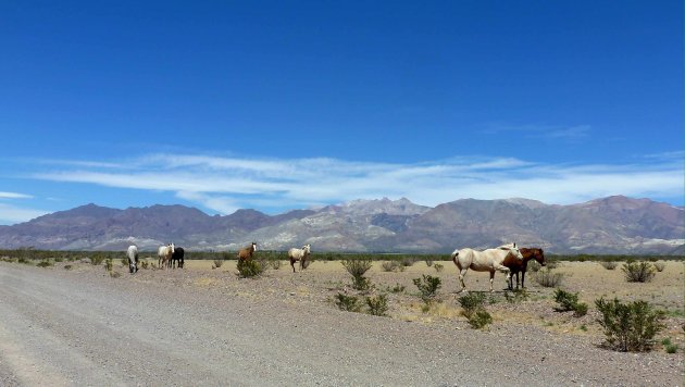 Paarden op de pampa's