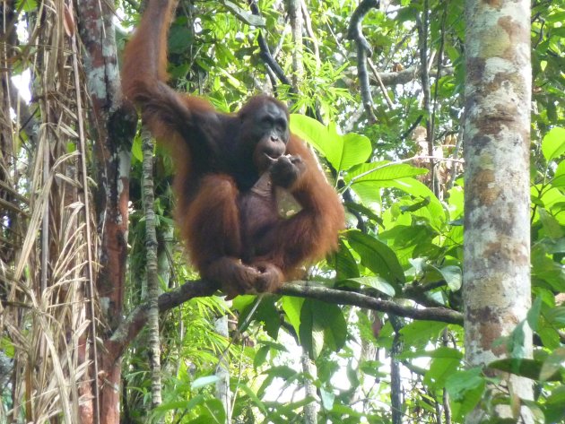 Borneo met kinderen