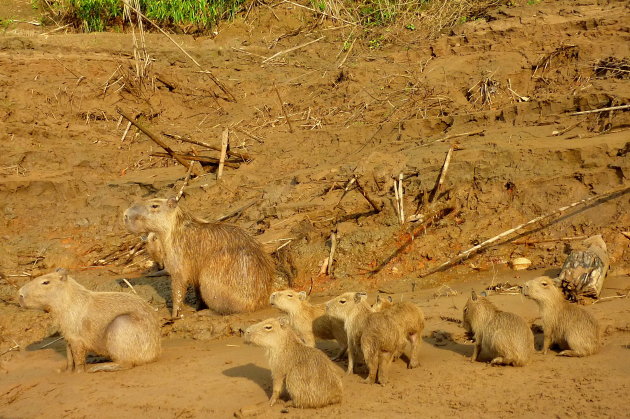 Capibara familie