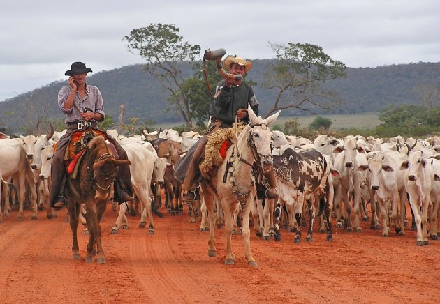 Cowboys in Brazilie