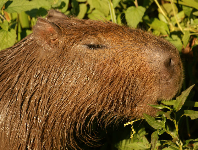 Capibara's genoeg hier