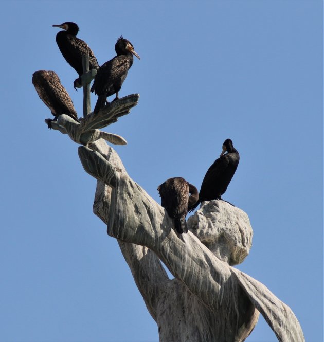 Aalscholvers in Nesebar