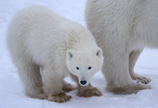 Little cub feet versus mama's feet