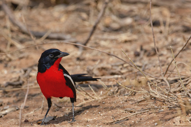 Crimson-breasted Shrike 