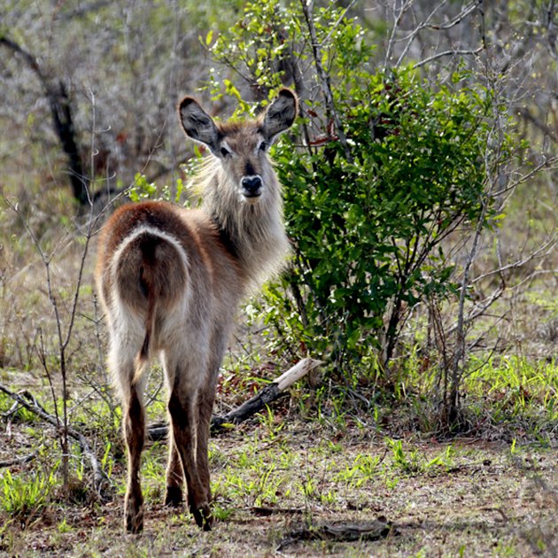 Waterbok