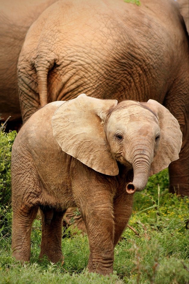 Olifanten Spotten in Addo NP