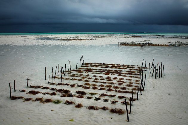 Zeewiertuin en Storm op Komst