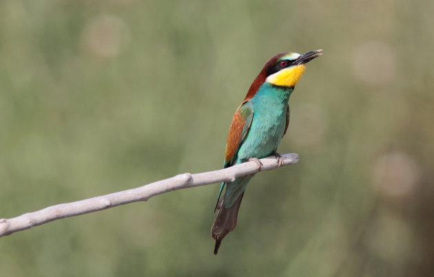 Europesche bijeneters  prachtige vogels