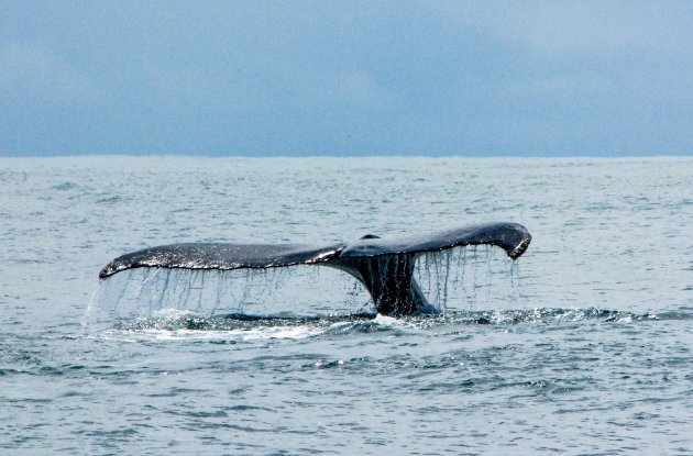 Walvis spotten