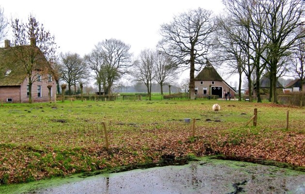 Eenzaam schaap