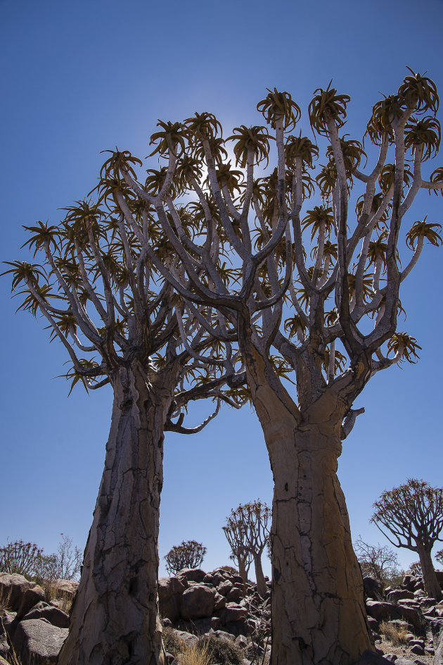 Kokerboom