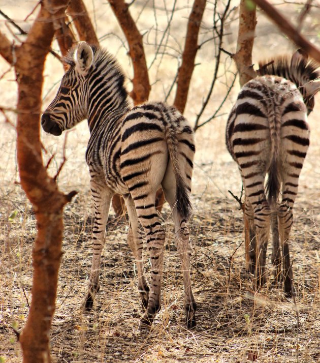 Zebrajongen