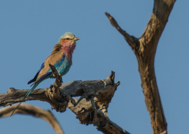 Nationale vogel van Botswana