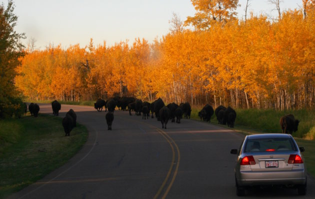 Elk Island NP