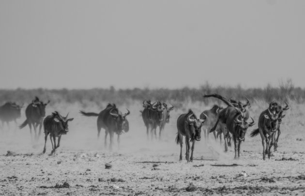 Stofwolk richting waterhole