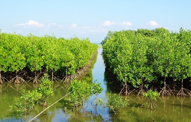 Aangeplant jong mangrove bos. 