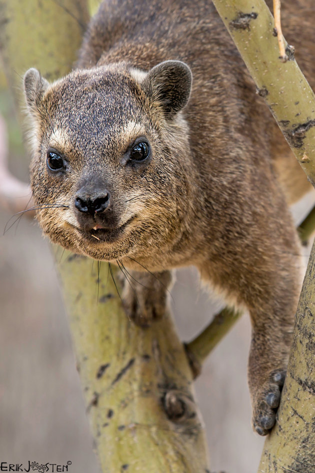 Boom Dassie