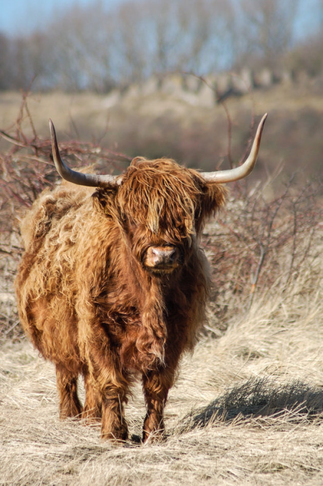 Schotse Hooglander in het Zuid-Hollands duingebied