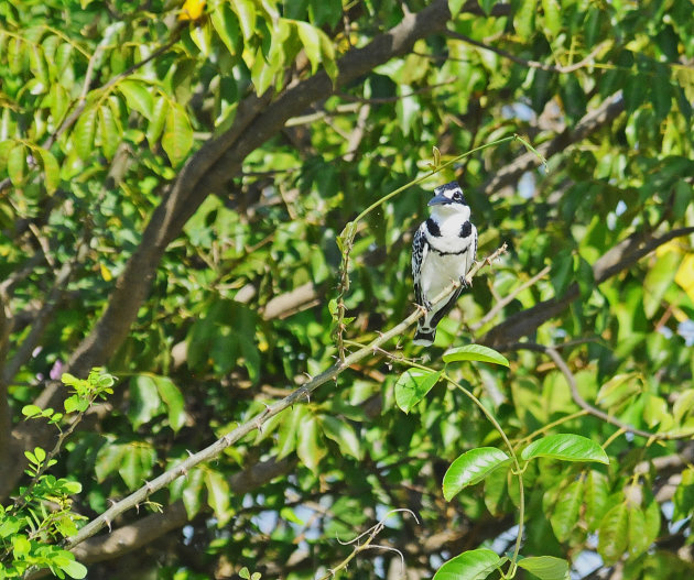 De enige zwart witte Kingfisher!