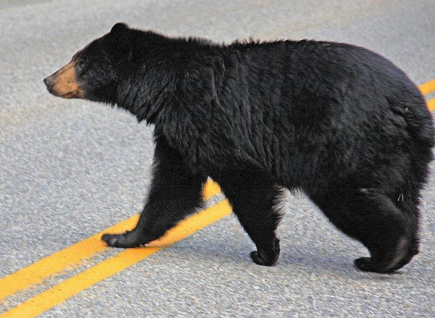 Bear crossing