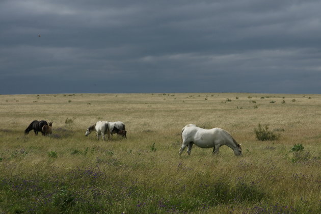 Wild horses