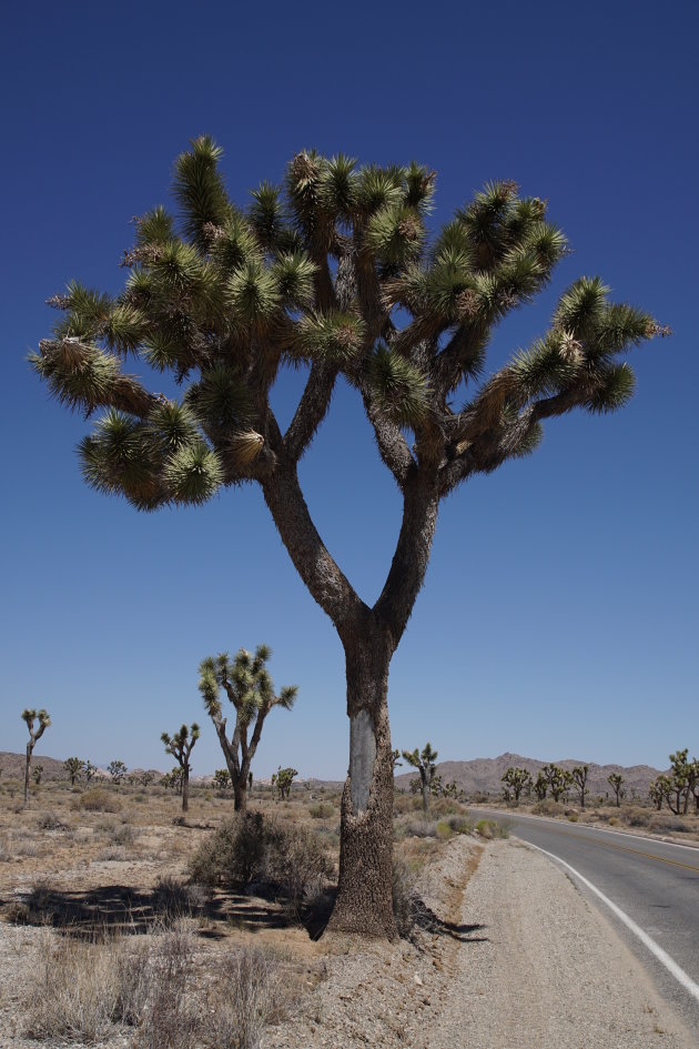 Joshua Tree