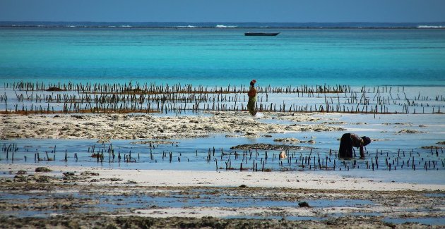 De Harde Werksters van Zanzibar