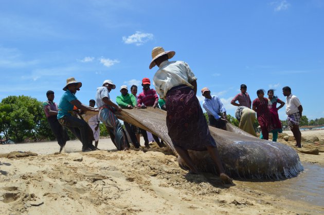 Vissers in Sri Lanka