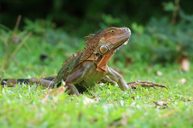 Iguana op wacht