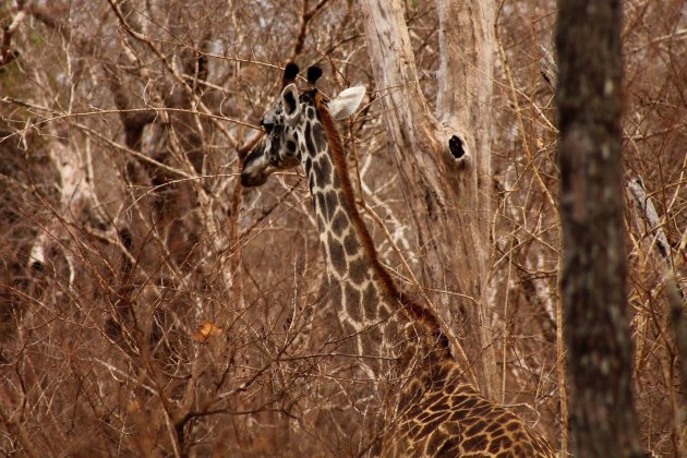 Camouflage in Selous Game Park